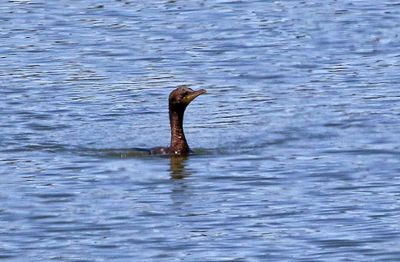 Neotropic Cormorant 2025-05-03