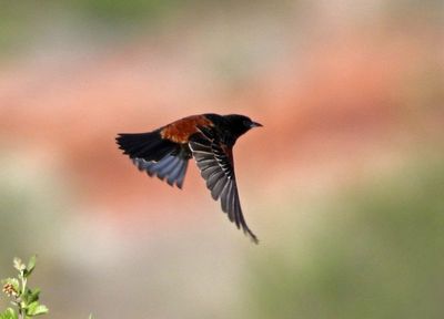 Orchard Oriole 2025-05-04