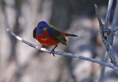 Painted Bunting 2025-06-01