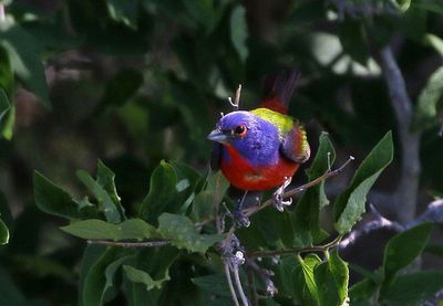 Painted Bunting 2025-06-01
