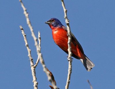 Painted Bunting 2025-06-01