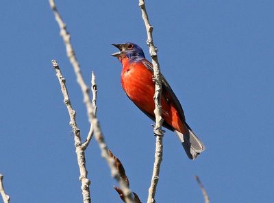 Painted Bunting 2025-06-01