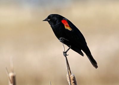 Red-winged Blackbird 2025-04-07