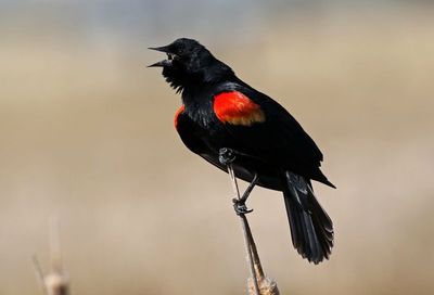 Red-winged Blackbird 2025-04-07