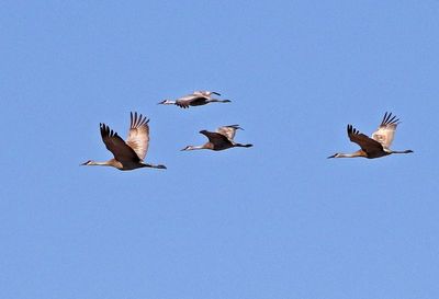 Sandhill Crane 2025-04-07