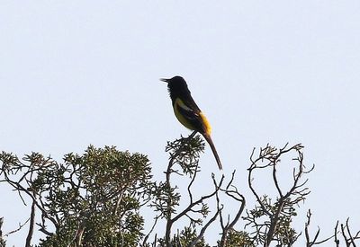 Scott's Oriole 2025-06-01