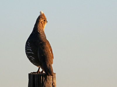 Scaled Quail 2025-05-03