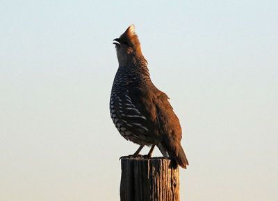 Scaled Quail 2025-05-03