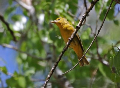 Summer Tanager 2025-05-03