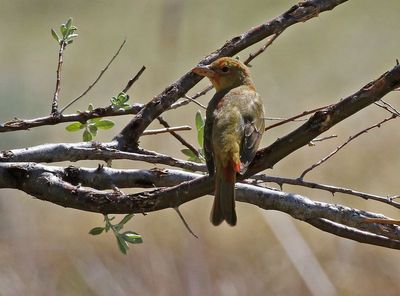 Summer Tanager 2025-05-04