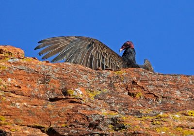 Turkey Vulture 2025-05-04