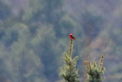 Vermilion Flycatcher 2025-04-06