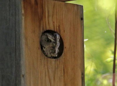 Western Screech-Owl 2025-05-04