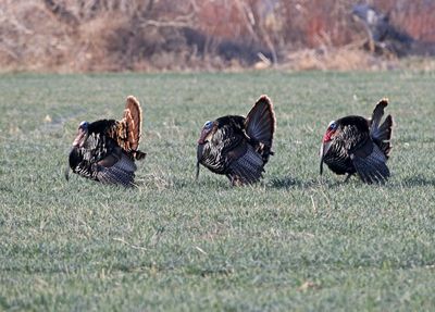 Wild Turkey 2025-04-06