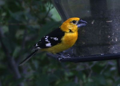 2025 Bird Photos