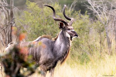 Kudu