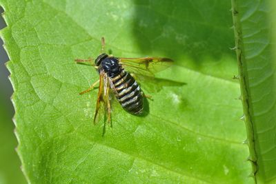 Abia sericea