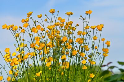 Scherpe boterbloem