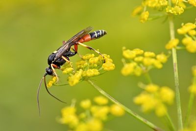 Ctenichneumon panzeri