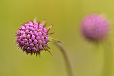 Scabiosa lucida