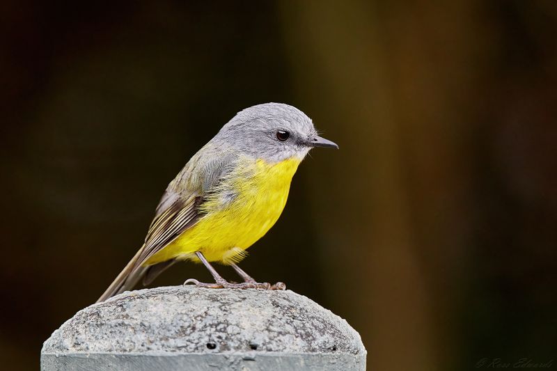 Eastern Yellow Robin