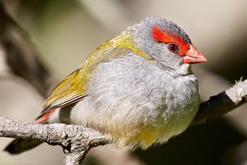 OD6C5364_crop.jpg