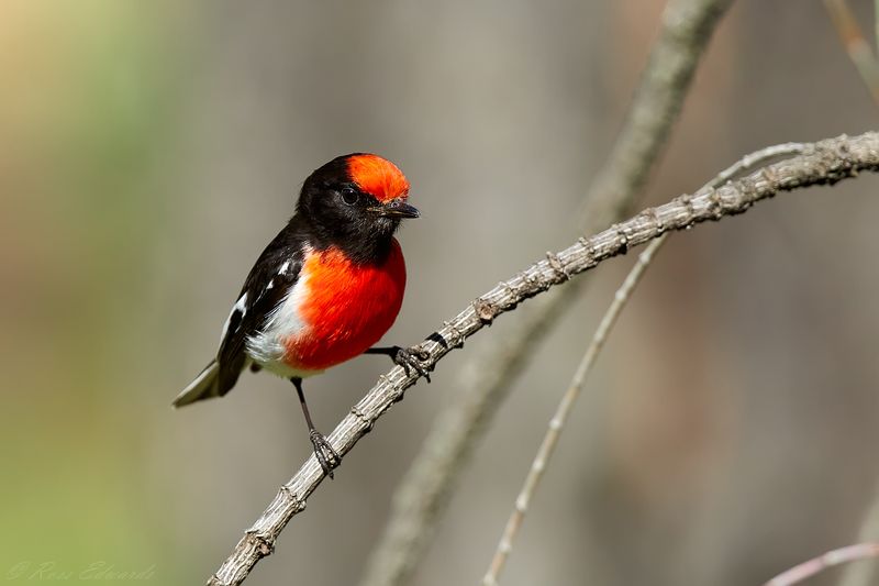 Red-capped Robin