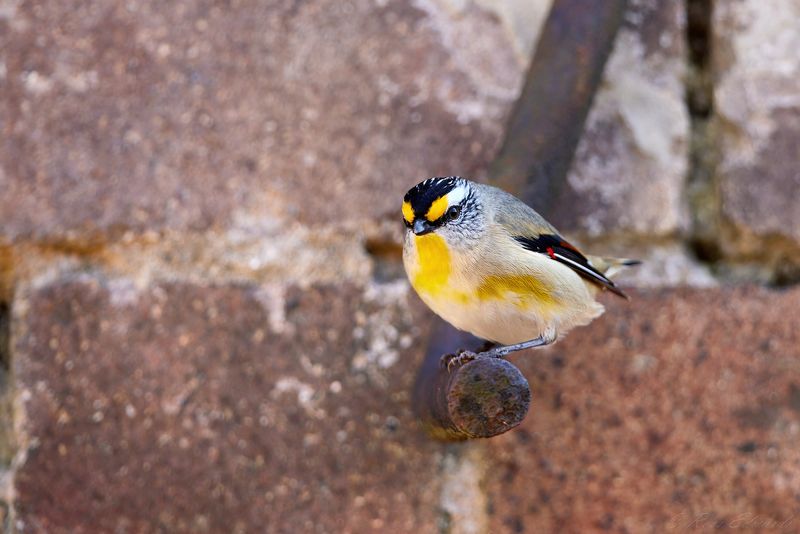 Striated Pardalotes