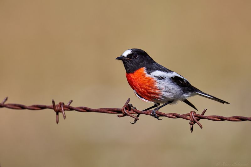 Scarlet Robin