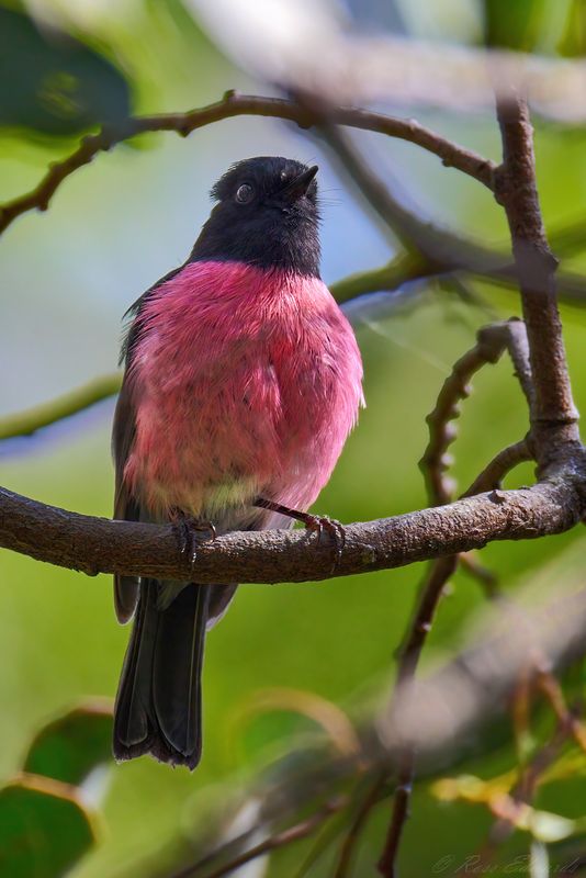 Pink Robin