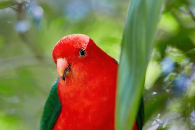 Australian Parrots