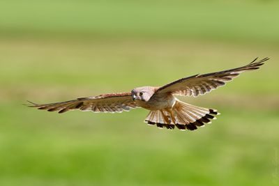 Nankeen Kestrel