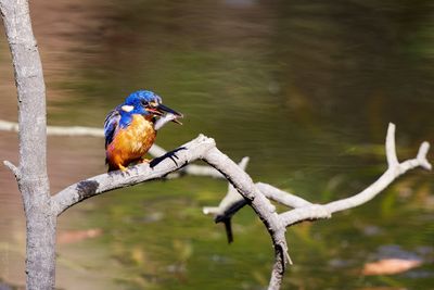 Azure Kingfisher