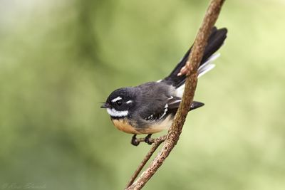 Fantails and Whipbirds