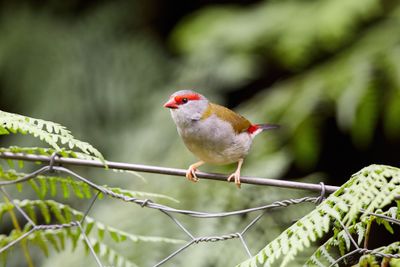 Red-browed Finch