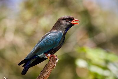 Dollarbird & Rainbow Bee-eaters