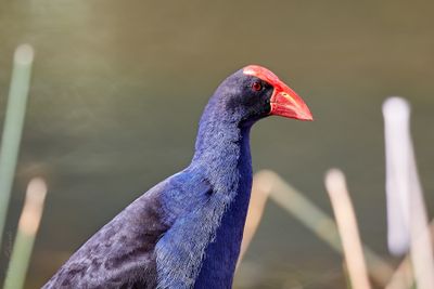 Hens, Pittas and Lyrebirds