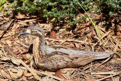 Bush Stone-curlew
