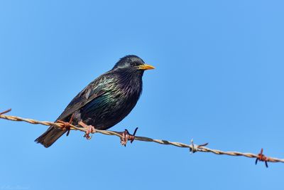 Introduced Species (Australia)