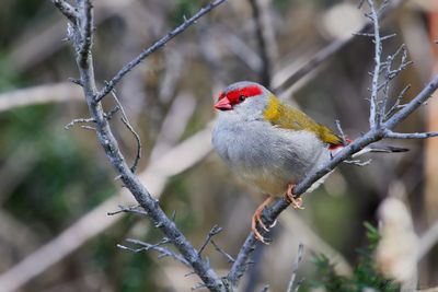 Red-browed Finch