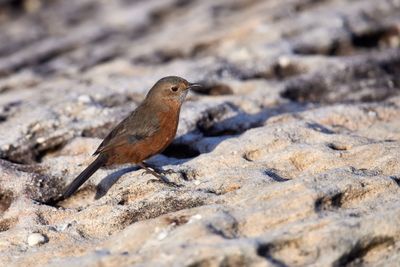 Rockwarbler