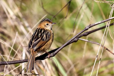 Mistletoebirds, Chats & Cisticolas