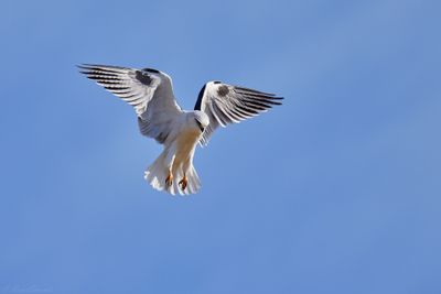 Raptors (general)