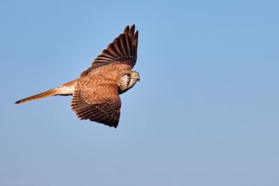 Nankeen Kestrel