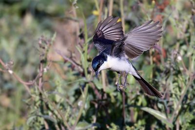 Flycatchers