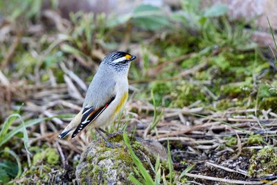 Striated Pardalotes