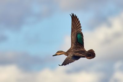 Ducks, Geese and Swans