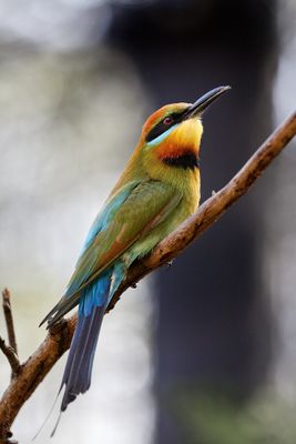 Dollarbird & Rainbow Bee-eaters