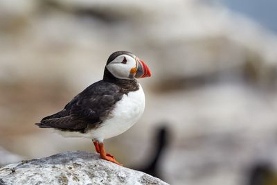 Farne Islands