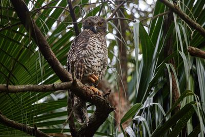 Frogmouths and Owls